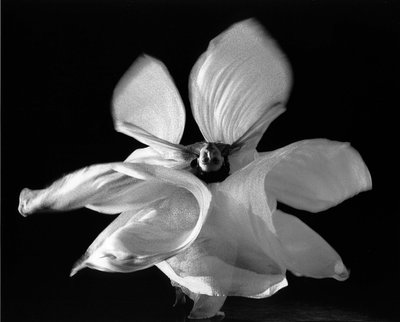 Isaiah West Taber (1830–1912), Loie Fuller in La danse Blanche, 1897